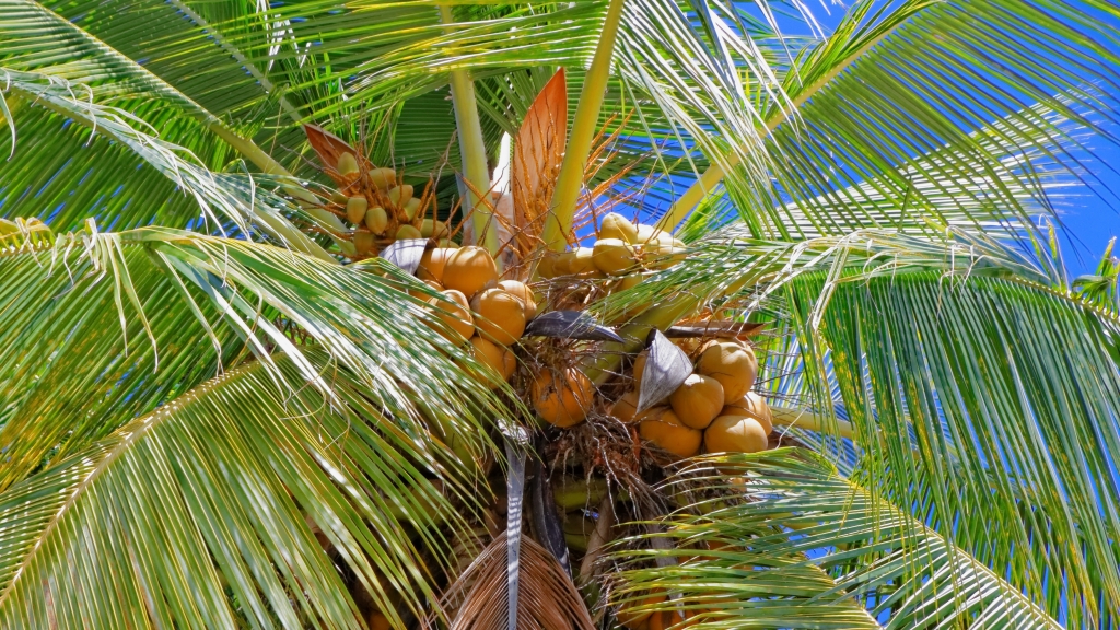 08 - Manuel Antonio NP (07).jpg